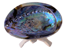 Load image into Gallery viewer, Abalone Shell with Stand, Seashell Incense Burner for Holding Herb Sticks, Incense, Smudge Sticks, Crafts, Displays, Various Sizes : 5&quot; - 6&quot; inches
